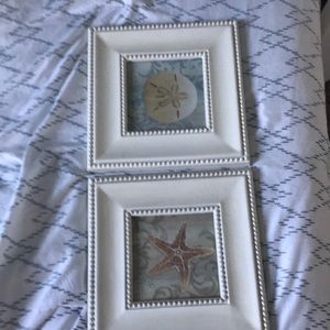 2 pictures- one starfish and silver dollar. Brand new